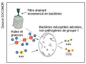 Schéma d'action d'un filtre à bactéries